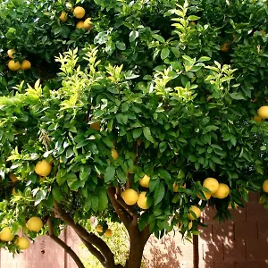 Lemon Tree Vendégház